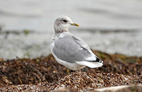 Mew Gull (Adult Winter)