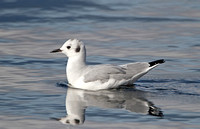 Bonapartes Gull (Adult Winter)