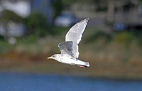 Glaucous-winged Gull (3rd Winter)
