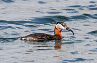 Red-necked Grebe (Adult Summer)