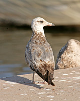California Gull (1st Summer)