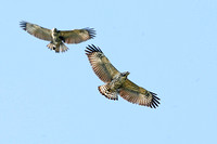 Grey Hawk (Juveniles)