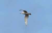 Nelson's Gull (2nd Winter - Herring x Glaucous Gull)