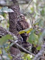 Broad-winged Hawk (Juvenile)