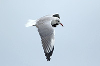 Grey-headed (Grey-hooded) Gull (Adult Winter)