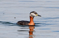 Red-necked Grebe (Adult Summer)