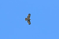 Blyths Hawk-eagle (Juvenile)