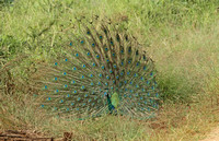 Indian Peafowl (Male)