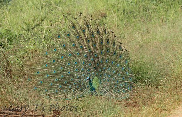 Indian Peafowl (Male)