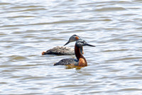Great Grebe (Adult Summer Pair)