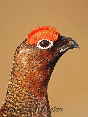 Red Grouse (Male)