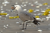 Grey Gull (Adult Summer)