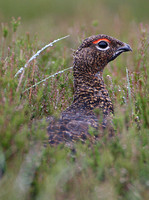 Red Grouse (Female)