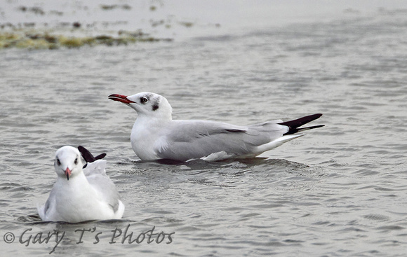 Brown-headed Gull (Adult Winter)