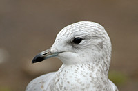 Common Gull (1st Winter)