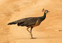 Indian Peafowl (Female)