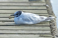 Little Gull (Adult Moulting)