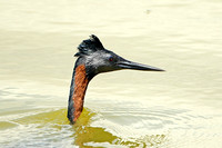 Great Grebe (Adult Summer)