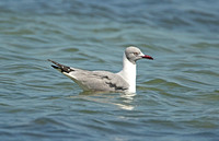 Grey-headed (Grey-hooded) Gull (Adult Summer)
