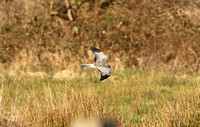 Hen Harrier (Male)