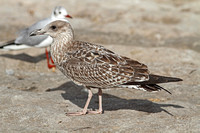 Lesser Black-backed Gull (1st Summer)