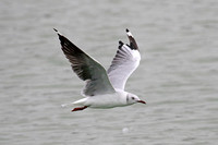 Grey-headed (Grey-hooded) Gull (Adult Moulting)