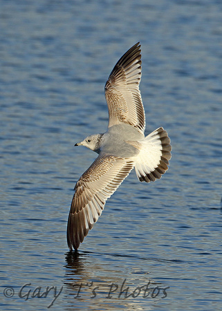 Common Gull (1st Winter)
