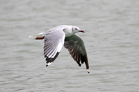 Grey-headed (Grey-hooded) Gull (Adult Moulting)