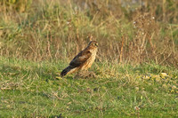 Hen Harrier (Female)
