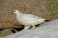 Ptarmigan (Female Winter)