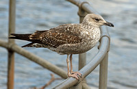 Lesser Black-backed Gull (1st Winter)