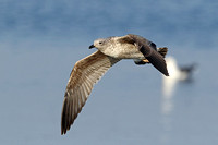 Lesser Black-backed Gull (1st Summer)