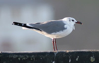 Laughing Gull (Adult Winter)