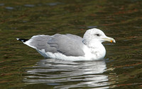 California Gull (Summer)