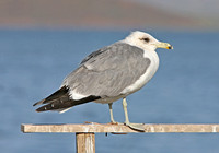 California Gull (3rd Winter)
