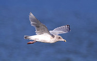Glaucous-winged Gull (3rd Winter)