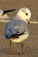 Mediterranean Gull (1st Winter)