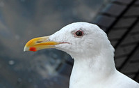 Glaucous-winged Gull (Adult Summer)