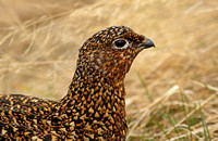 Red Grouse (Female)