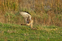 Hen Harrier (Female)