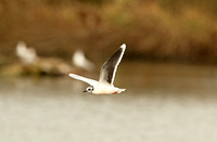 Little Gull (Adult Moulting)