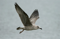 Lesser Black-backed Gull (1st Winter)