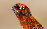 Red Grouse (Male)