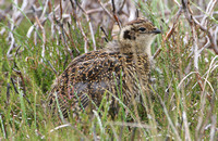 Red Grouse (Juvenile)