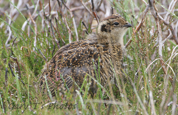 Red Grouse (Juvenile)