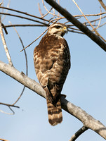 Grey Hawk (Juvenile)