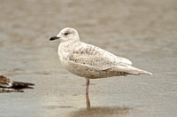 Kumliens Gull (1st Winter)
