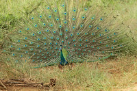 Indian Peafowl (Male)