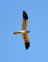 Montagu's Harrier (Adult Male)