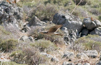 Montagu's Harrier (Adult Female)